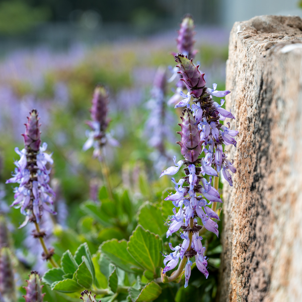 where to buy panadol plant seeds Panadol