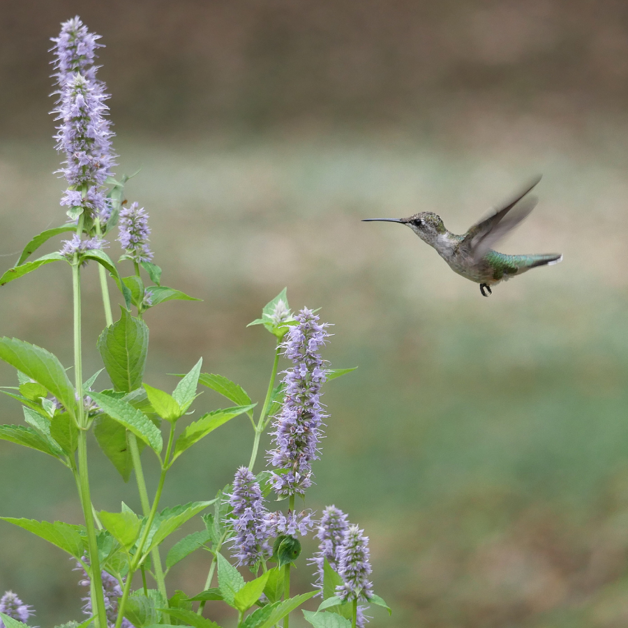 Bird Feeder Herb Collection