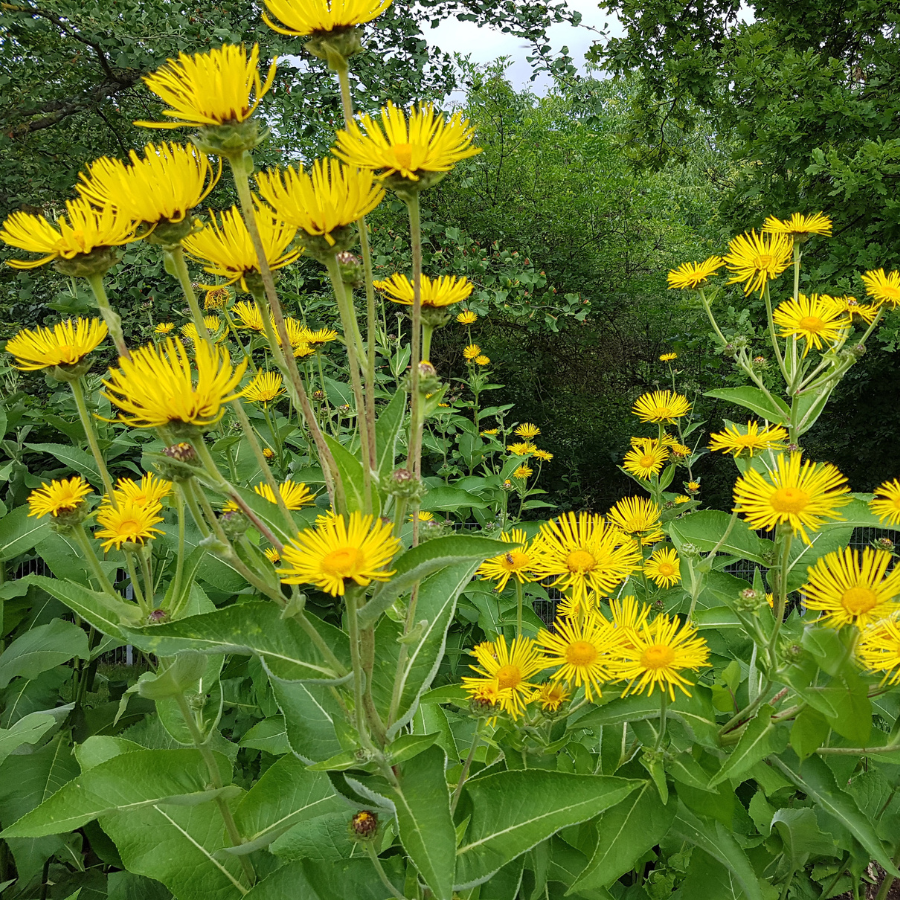 Elecampane Elecampane