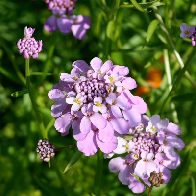 Iberis 'First Flush Lavender