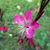 Gaura Steffi 'Dark Rose'