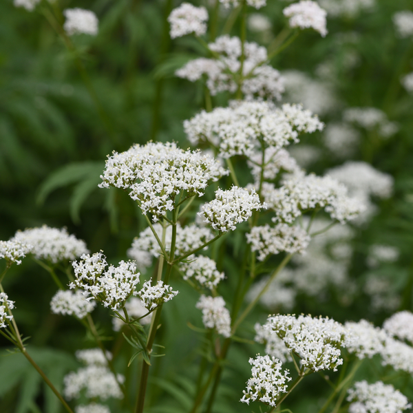 valerian potted plant Valerian Plants For Sale | Valeriana Officinalis