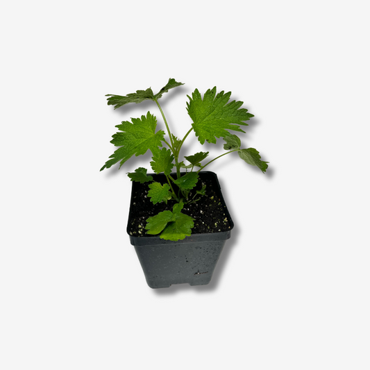 Motherwort
