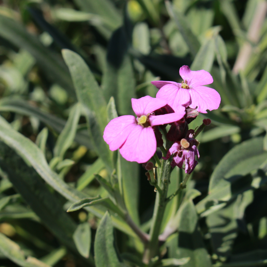 Wallflower ‘Bowles Mauve'