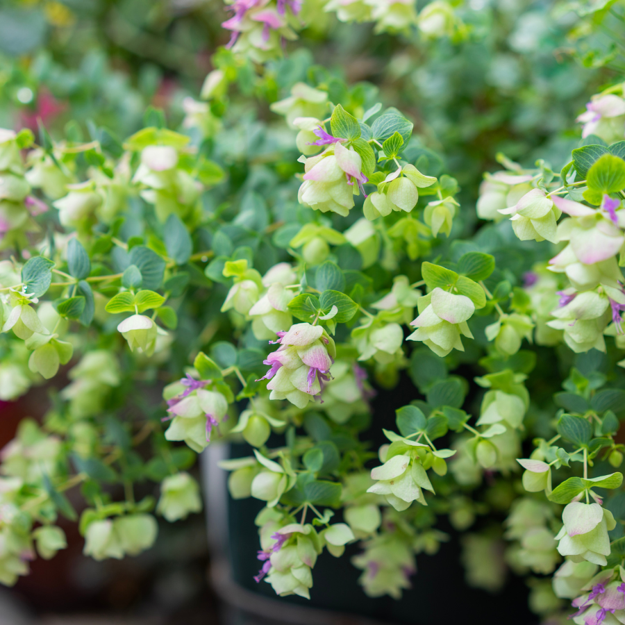 Oregano 'Kent Beauty'