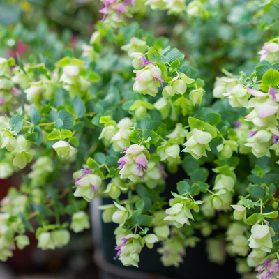 Oregano 'Kent Beauty'