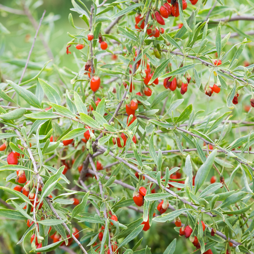 Goji Berry | Lycium barbarum – The Growers Exchange