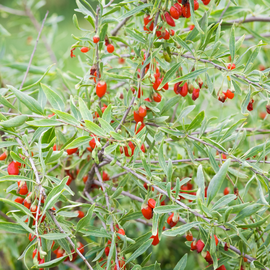 Goji Berry