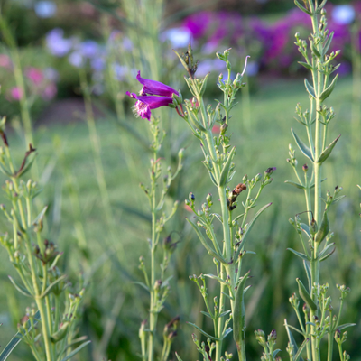 Beardtongue 'Harlequin Purple'