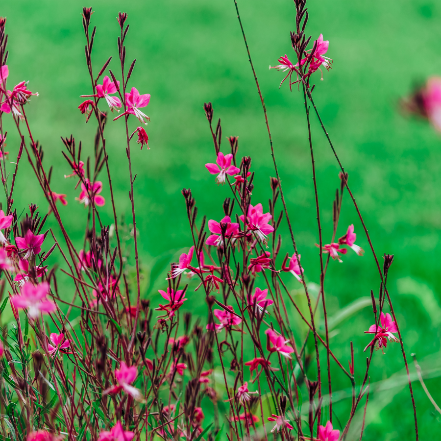 Gaura Steffi 'Dark Rose'