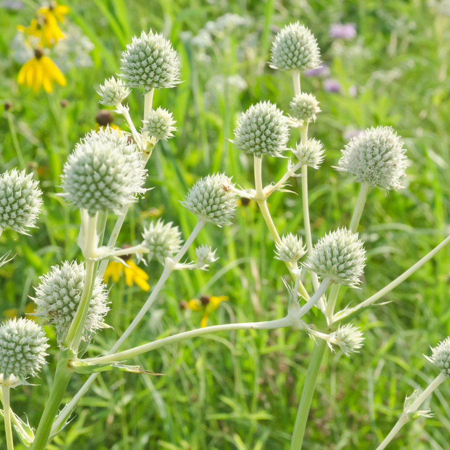Rattlesnake Master