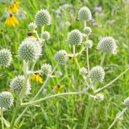 Rattlesnake Master