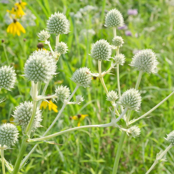 Rattlesnake Master Plants For Sale | Eryngium Yuccifolium | The Growers ...