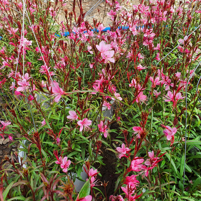 Gaura Steffi 'Blush Pink'