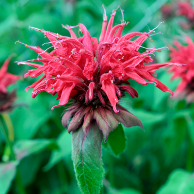 Bee Balm 'Panorama'