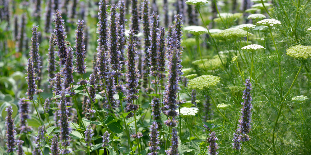 Herb Plants Online The Growers Exchange