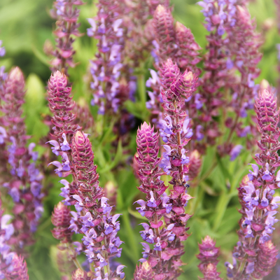 Sage 'Pink Nebula'