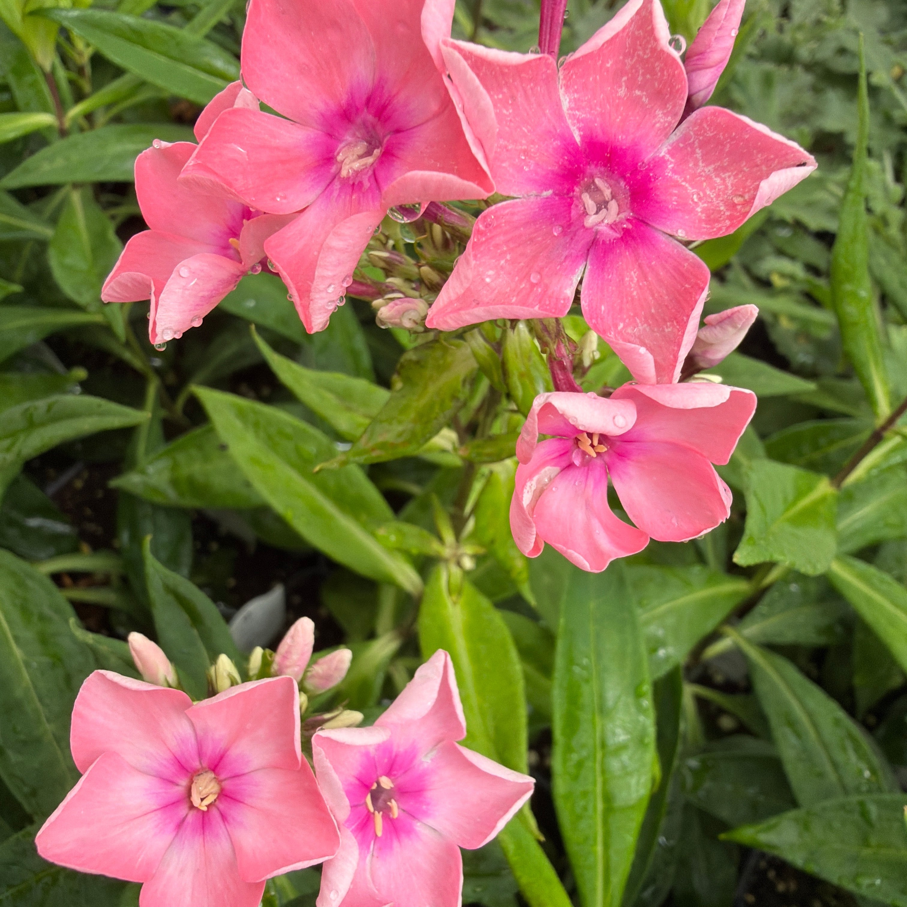 フラワー・リース mahalo Phlox 'Salmon Orange Dark Eyes'| The Growers Exchange
