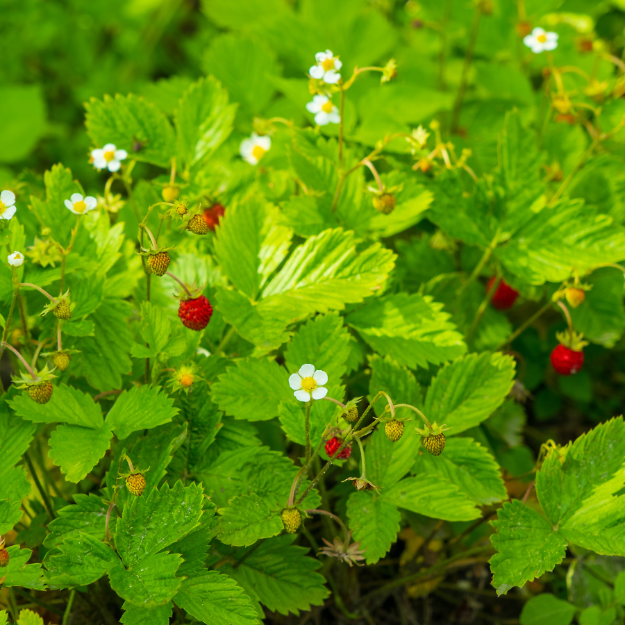 Strawberry 'Alpine'