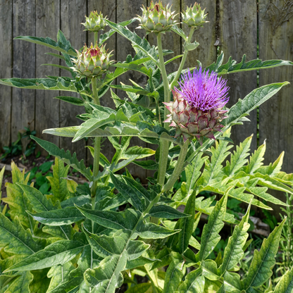 potted artichoke plants Artichoke Plants For Sale | Cynara Scolymus