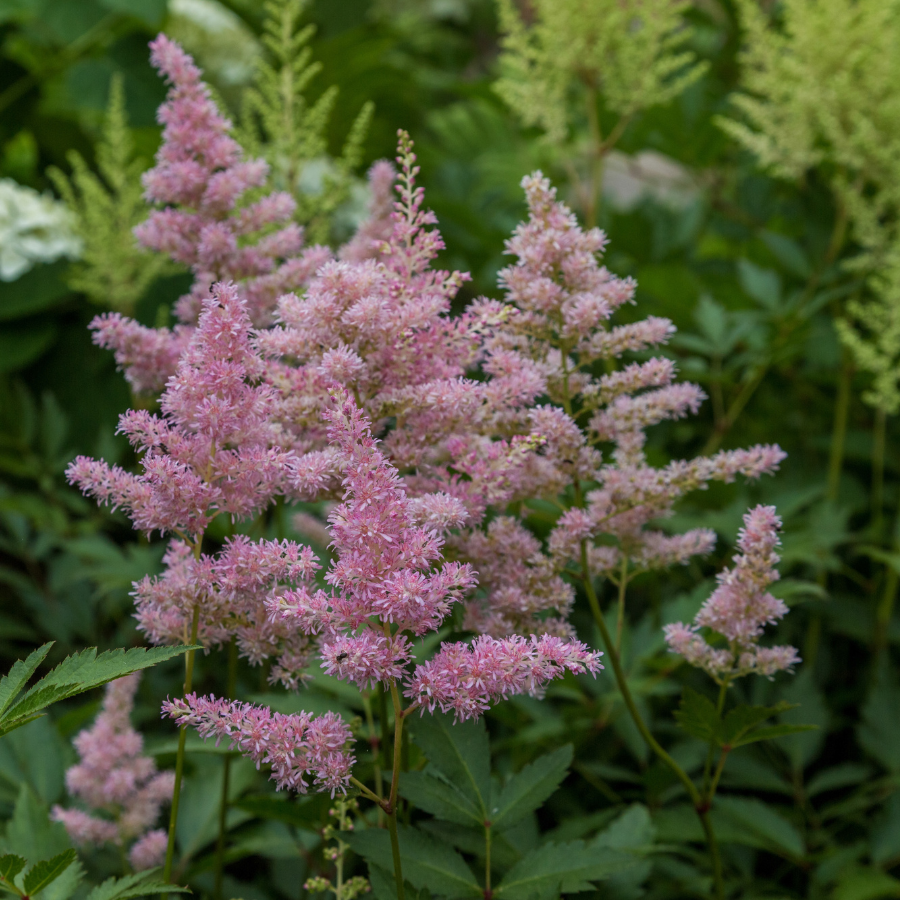 Astilbe 'Delft Lace'