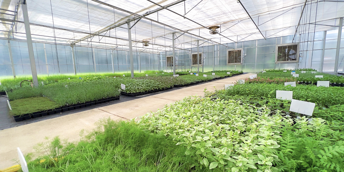 Herb Plants Online The Growers Exchange