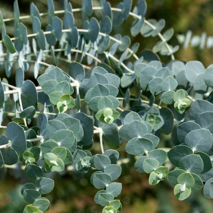 Eucalyptus 'Baby Blue'