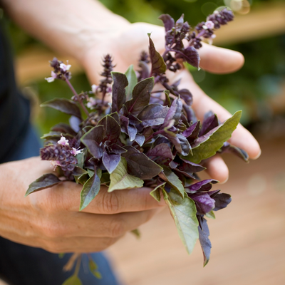 Basil 'Aromatto'