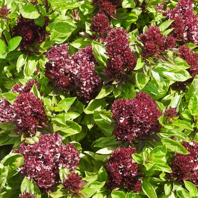 Basil 'Cardinal'