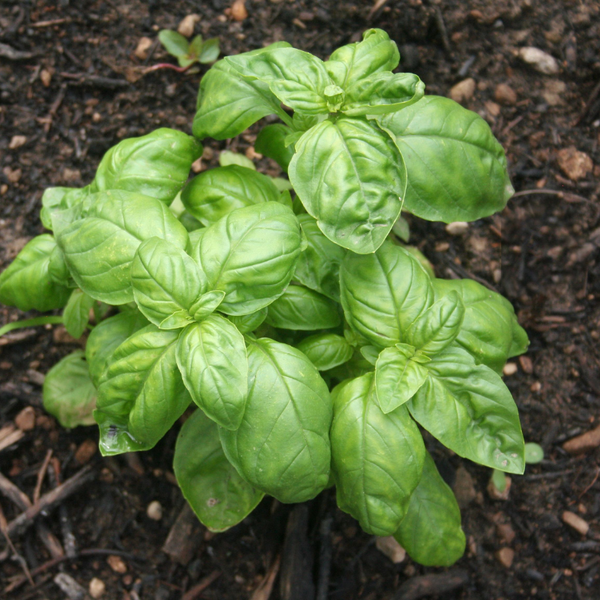 Basil 'Genovese' Multi-Pack – The Growers Exchange