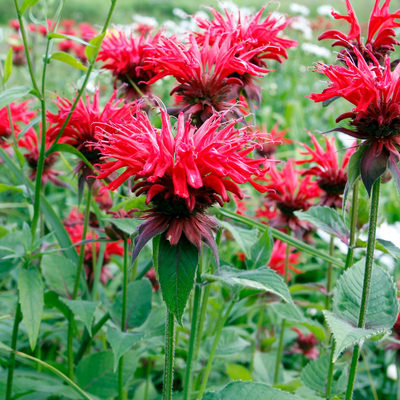 Bee Balm 'Panorama'