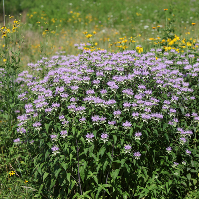 Bergamot (Bee Balm)