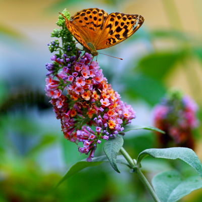 Butterfly Bush 'Bicolor'