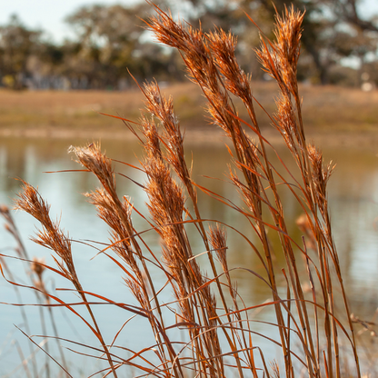 Big Bluestem Grass