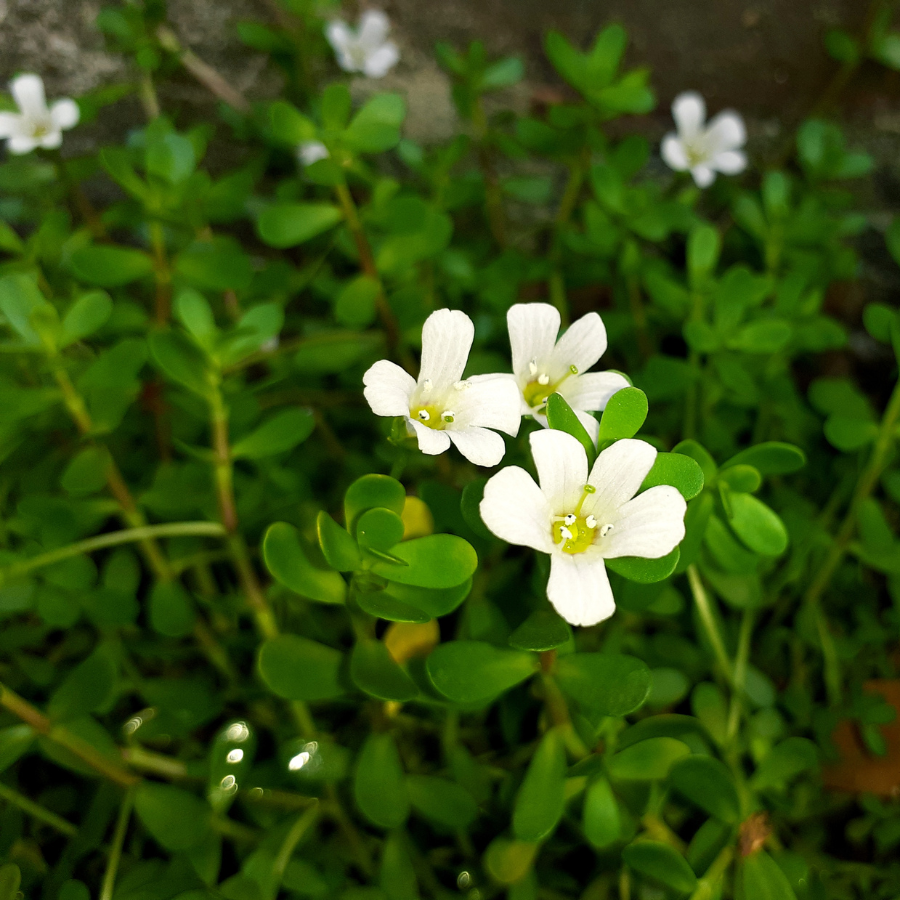 Brahmi Brahmi