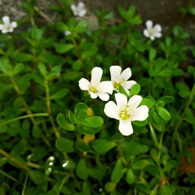 Brahmi