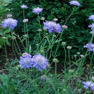 Pincushion 'Butterfly Blue'