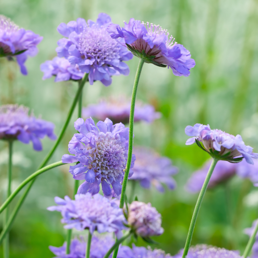 Pincushion 'Butterfly Blue'