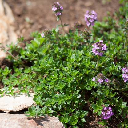 Thyme 'Caborn Wine and Roses'