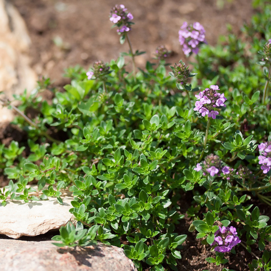 Thyme 'Caborn Wine and Roses'