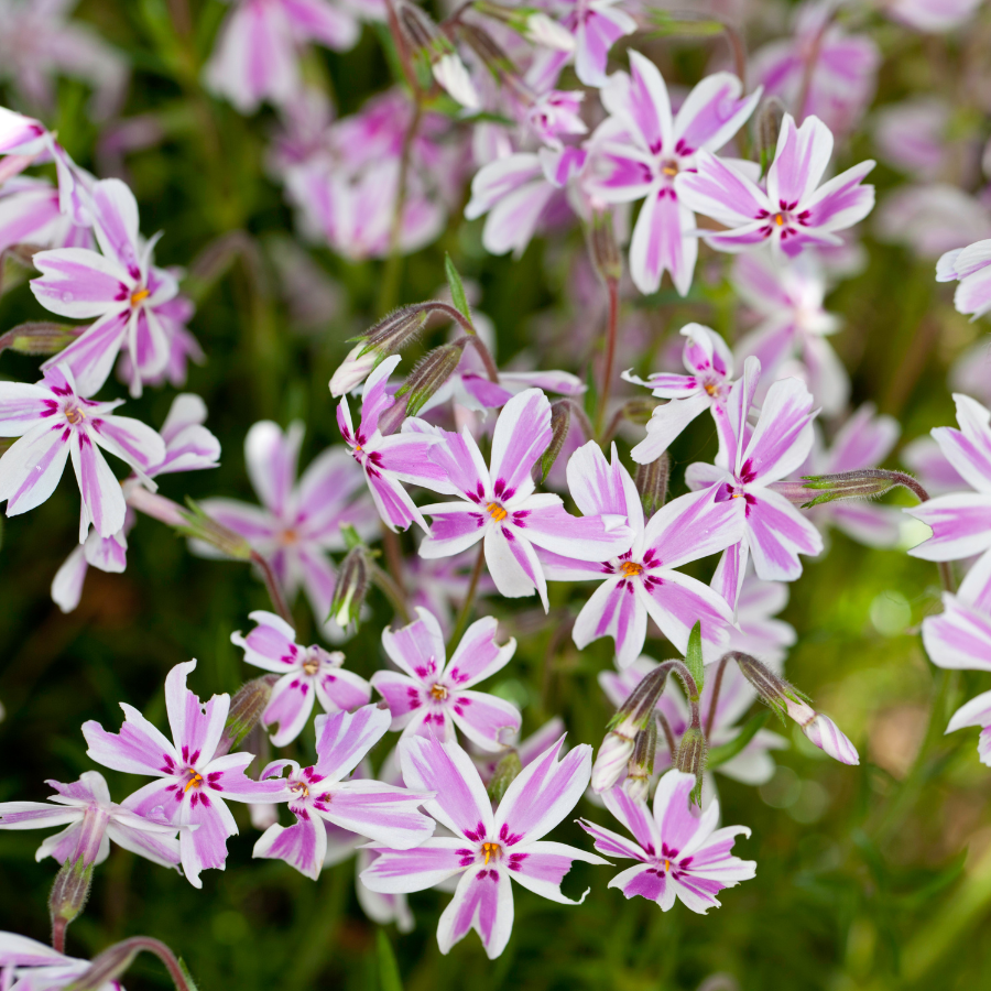 Phlox 'Candy Stripe'