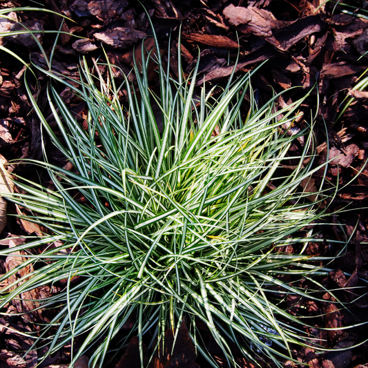 Carex 'Ice Dance'
