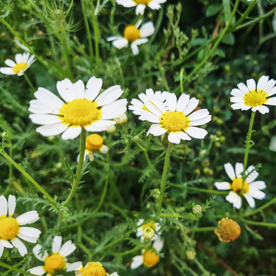 Chamomile 'Roman'