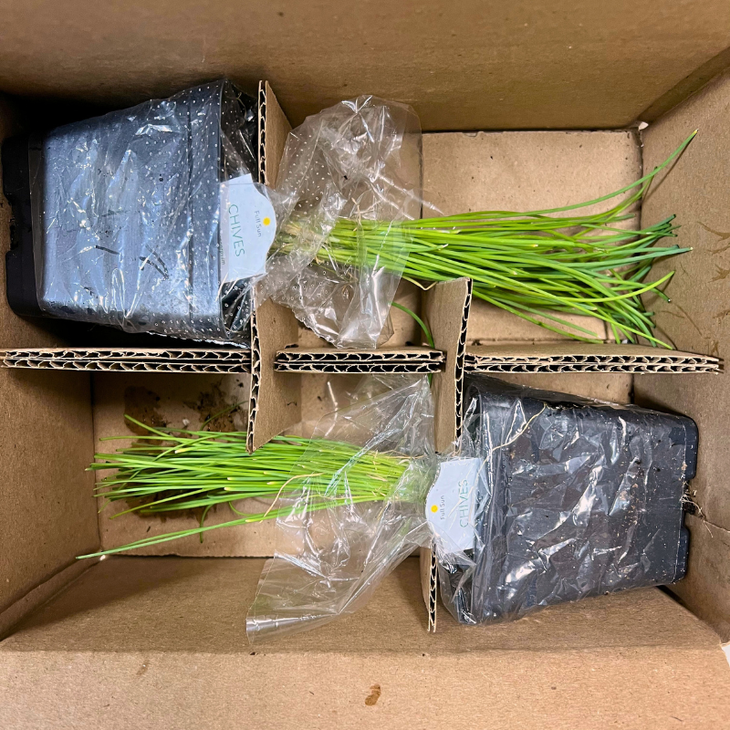 Chives Multi-Pack