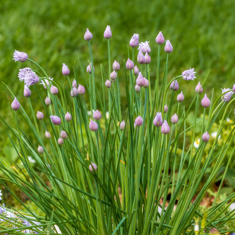 Chives Multi-Pack