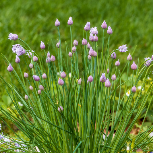 Chives