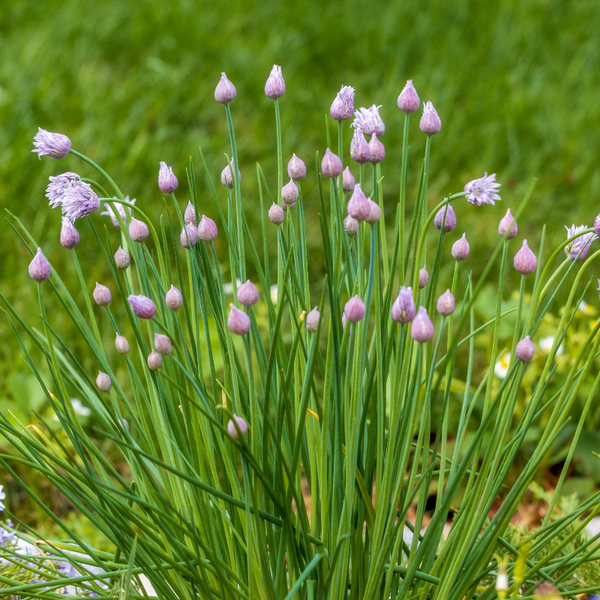 indoor chives plant Chive Plants For Sale | Allium Schoenoprasum