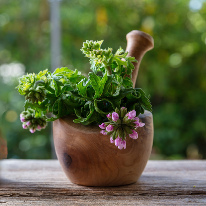 scented potted plants Citronella Geranium Plants for Sale