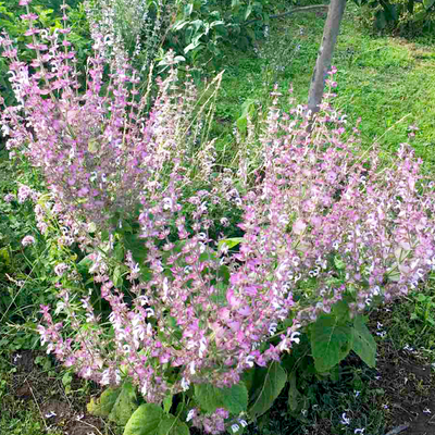 Clary Sage