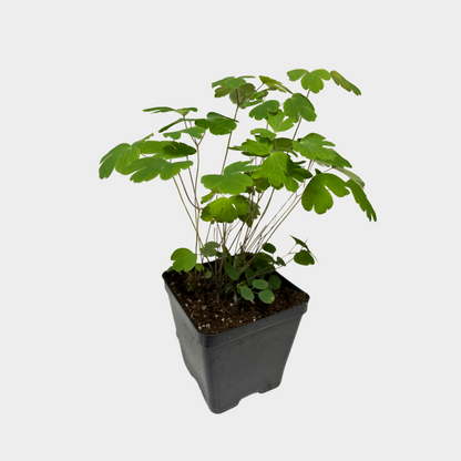 columbine potted plant Red Wild Columbine Plants for Sale | Aquilegia canadensis